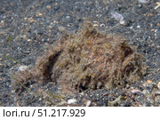 Freckled frogfish covered with hairy appendages, Lembeh Strait, Indonesia. VW Pics/Stocktrek Images/TASS. Стоковое фото, агентство ТАСС / Фотобанк Лори