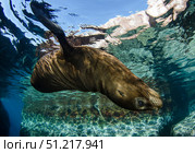 California sea lion swimming at surface near La Paz, Baja California Sur. VW Pics/Stocktrek Images/TASS. Стоковое фото, агентство ТАСС / Фотобанк Лори