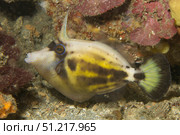 Spectacled filefish (Cantherhines fronticinctus), Lembeh Strait, Indonesia. VW Pics/Stocktrek Images/TASS. Стоковое фото, агентство ТАСС / Фотобанк Лори