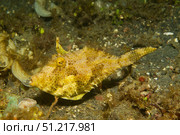 Strapweed filefish, Lembeh Strait, Indonesia. VW Pics/Stocktrek Images/TASS. Стоковое фото, агентство ТАСС / Фотобанк Лори