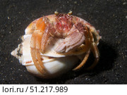Anemone hermit crab, Lembeh Strait, Indonesia. VW Pics/Stocktrek Images/TASS. Стоковое фото, агентство ТАСС / Фотобанк Лори