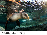 California sea lion playing at sunrise near La Paz, Baja California Sur. VW Pics/Stocktrek Images/TASS. Стоковое фото, агентство ТАСС / Фотобанк Лори