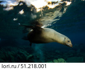 California sea lion playing at surface near La Paz, Baja California Sur. VW Pics/Stocktrek Images/TASS. Стоковое фото, агентство ТАСС / Фотобанк Лори