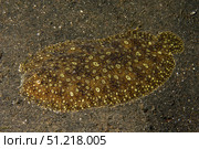 Kai sole (Aseraggodes kaianus), Lembeh Strait, Indonesia. VW Pics/Stocktrek Images/TASS. Стоковое фото, агентство ТАСС / Фотобанк Лори