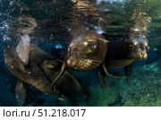 California sea lions playing at surface near La Paz, Baja California Sur. VW Pics/Stocktrek Images/TASS. Стоковое фото, агентство ТАСС / Фотобанк Лори