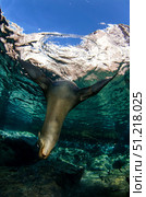 California sea lion playing at surface near La Paz, Baja California Sur. VW Pics/Stocktrek Images/TASS. Стоковое фото, агентство ТАСС / Фотобанк Лори