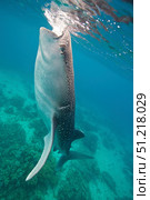 An injured whale shark feeding in the waters of Oslob, Philippines VW Pics/Stocktrek Images/TASS. Стоковое фото, агентство ТАСС / Фотобанк Лори