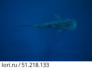A whale shark swimming in the blue water of the Bohol Sea, Philippines. VW Pics/Stocktrek Images/TASS. Стоковое фото, агентство ТАСС / Фотобанк Лори