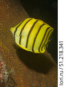 Eight-Banded butterflyfish, Lembeh Strait, Indonesia. VW Pics/Stocktrek Images/TASS. Стоковое фото, агентство ТАСС / Фотобанк Лори