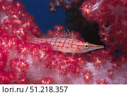 Longnose hawkfish hides on soft coral, Fiji. VW Pics/Stocktrek Images/TASS. Стоковое фото, агентство ТАСС / Фотобанк Лори