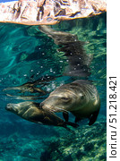 Two California sea lions near La Paz, Baja California Sur. VW Pics/Stocktrek Images/TASS. Стоковое фото, агентство ТАСС / Фотобанк Лори