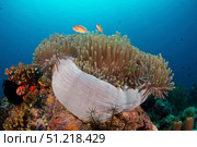 Anemone and pink anemonefish, Apo Island, Philippines. VW Pics/Stocktrek Images/TASS. Стоковое фото, агентство ТАСС / Фотобанк Лори
