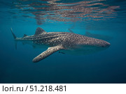 Whale sharks swimming in the Bohol Sea, Philippines. VW Pics/Stocktrek Images/TASS. Стоковое фото, агентство ТАСС / Фотобанк Лори