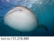 Close-up of a whale shark swimming in the blue water of the Bohol Sea, Philippines. VW Pics/Stocktrek Images/TASS. Стоковое фото, агентство ТАСС / Фотобанк Лори