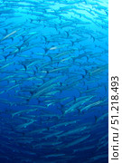 Schooling chevron barracuda, Indonesia. VW Pics/Stocktrek Images/TASS. Стоковое фото, агентство ТАСС / Фотобанк Лори