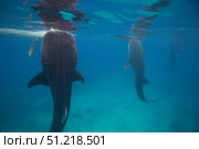 Whale sharks feeding beneath fishing boats in Oslob, Philippines. VW Pics/Stocktrek Images/TASS. Стоковое фото, агентство ТАСС / Фотобанк Лори