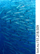 Schooling chevron barracuda, Indonesia. VW Pics/Stocktrek Images/TASS. Стоковое фото, агентство ТАСС / Фотобанк Лори