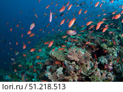 Several species of small schooling fish feeding on plankton above hard corals. VW Pics/Stocktrek Images/TASS. Стоковое фото, агентство ТАСС / Фотобанк Лори