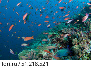 Several species of small schooling fish feeding on plankton above hard corals. VW Pics/Stocktrek Images/TASS. Стоковое фото, агентство ТАСС / Фотобанк Лори