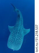 A single whale shark swimming in Cenderawasih Bay, Indonesia. VW Pics/Stocktrek Images/TASS. Стоковое фото, агентство ТАСС / Фотобанк Лори