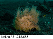 Hairy striated frogfish, Lembeh Strait, North Sulawesi, Indonesia. VW Pics/Stocktrek Images/TASS. Стоковое фото, агентство ТАСС / Фотобанк Лори