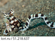 Mimic Octopus, Lembeh Strait, North Sulawesi, Indonesia. VW Pics/Stocktrek Images/TASS. Стоковое фото, агентство ТАСС / Фотобанк Лори