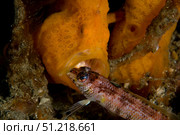 Painted frogfish eating a sandperch. VW Pics/Stocktrek Images/TASS. Стоковое фото, агентство ТАСС / Фотобанк Лори