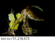Blue ring octopus displaying rings, Lembeh Strait, North Sulawesi, Indonesia. VW Pics/Stocktrek Images/TASS. Стоковое фото, агентство ТАСС / Фотобанк Лори