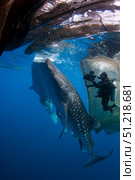 A diver films whale sharks under a fishing platform. VW Pics/Stocktrek Images/TASS. Стоковое фото, агентство ТАСС / Фотобанк Лори