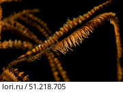 Banded sawblade shrimp on black coral, Lembeh Strait, Indonesia. VW Pics/Stocktrek Images/TASS. Стоковое фото, агентство ТАСС / Фотобанк Лори