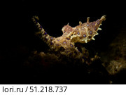 Blue ring octopus displaying rings, North Sulawesi, Indonesia. VW Pics/Stocktrek Images/TASS. Стоковое фото, агентство ТАСС / Фотобанк Лори