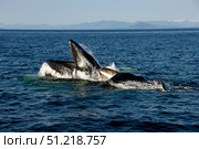 Humpback whales bubble-net feeding, Clarence Strait, Alaska, Pacific Ocean. VW Pics/Stocktrek Images/TASS. Стоковое фото, агентство ТАСС / Фотобанк Лори