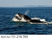 Humpback whales bubble-net feeding, Clarence Strait, Alaska, Pacific Ocean. VW Pics/Stocktrek Images/TASS. Стоковое фото, агентство ТАСС / Фотобанк Лори