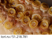 The toothed suckers on a humboldt squid, Sea of Cortez, Mexico. VW Pics/Stocktrek Images/TASS. Стоковое фото, агентство ТАСС / Фотобанк Лори