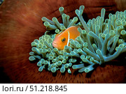 Pink anemonefish, Fiji, Pacific Ocean. VW Pics/Stocktrek Images/TASS. Стоковое фото, агентство ТАСС / Фотобанк Лори
