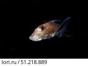 Spotted ratfish (Hydrolagus colliei). VW Pics/Stocktrek Images/TASS. Стоковое фото, агентство ТАСС / Фотобанк Лори