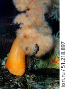 White-plumed anemone (Metridium giganteum). VW Pics/Stocktrek Images/TASS. Стоковое фото, агентство ТАСС / Фотобанк Лори