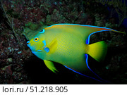 Queen angelfish (Holocanthus ciliaris). VW Pics/Stocktrek Images/TASS. Стоковое фото, агентство ТАСС / Фотобанк Лори