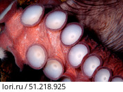 Giant Pacific octopus, British Columbia, Pacific Ocean. VW Pics/Stocktrek Images/TASS. Стоковое фото, агентство ТАСС / Фотобанк Лори