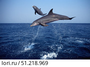 Bottlenose dolphin in the Carribean, off Roatan Island, Honduras. VW Pics/Stocktrek Images/TASS. Стоковое фото, агентство ТАСС / Фотобанк Лори