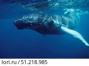 Humpback whale calf, Silver Bank, Dominican Republic. VW Pics/Stocktrek Images/TASS. Стоковое фото, агентство ТАСС / Фотобанк Лори