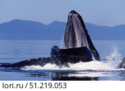 A humpback whale feeding from a bubble net in Southeast Alaska. VW Pics/Stocktrek Images/TASS. Стоковое фото, агентство ТАСС / Фотобанк Лори