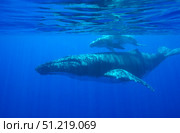 A humpback whale (Megaptera novaeangliae) mother and calf, Tonga Islands, South Pacific. VW Pics/Stocktrek Images/TASS. Стоковое фото, агентство ТАСС / Фотобанк Лори
