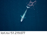 Aerial view of a blue whale in the Gulf of California, Mexico. VW Pics/Stocktrek Images/TASS. Стоковое фото, агентство ТАСС / Фотобанк Лори