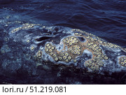 Cluster of barnacles on a California gray whale with whale lice in between. VW Pics/Stocktrek Images/TASS. Стоковое фото, агентство ТАСС / Фотобанк Лори