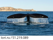 Tail fluke of a southern right whale, Argentina. VW Pics/Stocktrek Images/TASS. Стоковое фото, агентство ТАСС / Фотобанк Лори
