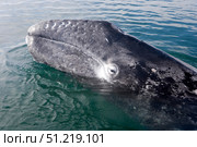 A gray whale calf near Puerto Lopez Mateos, Baja California Sur, Mexico. VW Pics/Stocktrek Images/TASS. Стоковое фото, агентство ТАСС / Фотобанк Лори