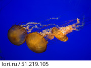 Pacific sea nettle VW Pics/Stocktrek Images/TASS. Стоковое фото, агентство ТАСС / Фотобанк Лори