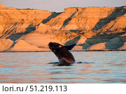 A southern right whale calf breaching the waters off Argentina. VW Pics/Stocktrek Images/TASS. Стоковое фото, агентство ТАСС / Фотобанк Лори