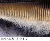 Close-up view of baleen plates on a California gray whale. VW Pics/Stocktrek Images/TASS. Стоковое фото, агентство ТАСС / Фотобанк Лори